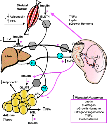 Mechanisms Underlying Insulin Resistance in Human Pregnancy and ...
