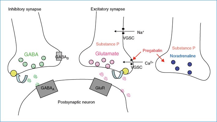 gabapentin vs pregabalin mechanism of action