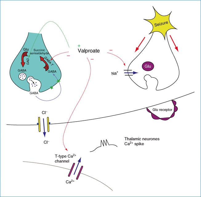 Valproate | SpringerLink