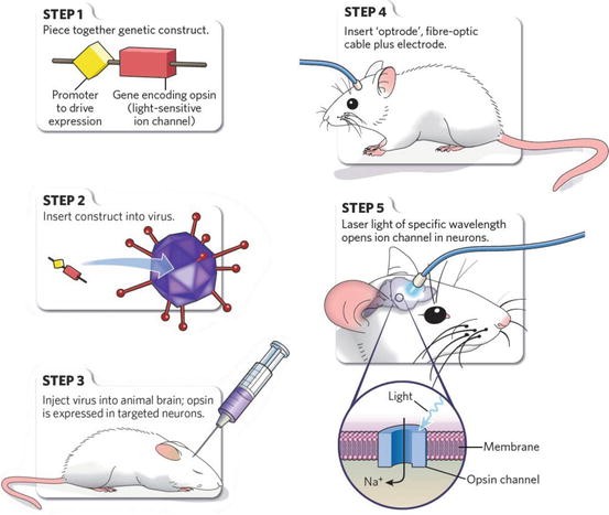 Realization Of The Stereotaxic Surgery Springerlink