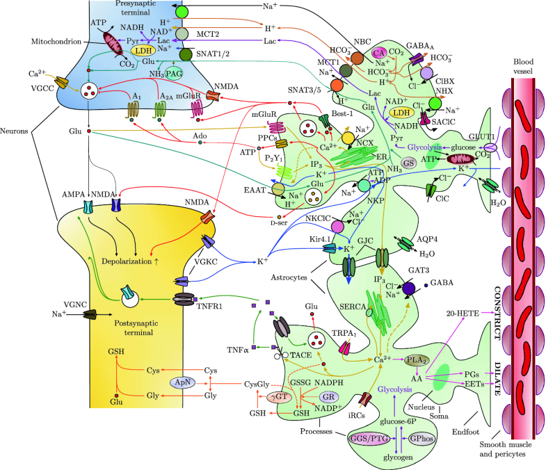 [[@De_Pitta2019-ca]](https://doi.org/10.1007/978-3-030-00817-8_1)