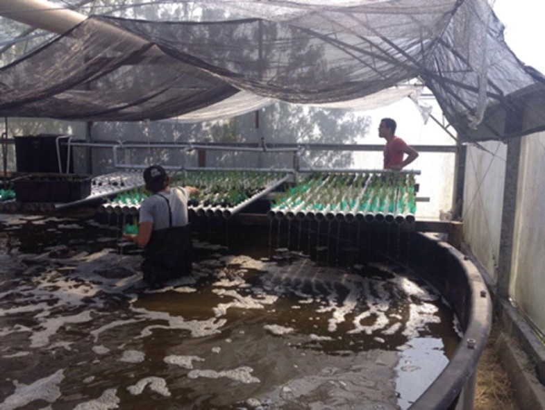 germany: good start of inapro aquaponics project