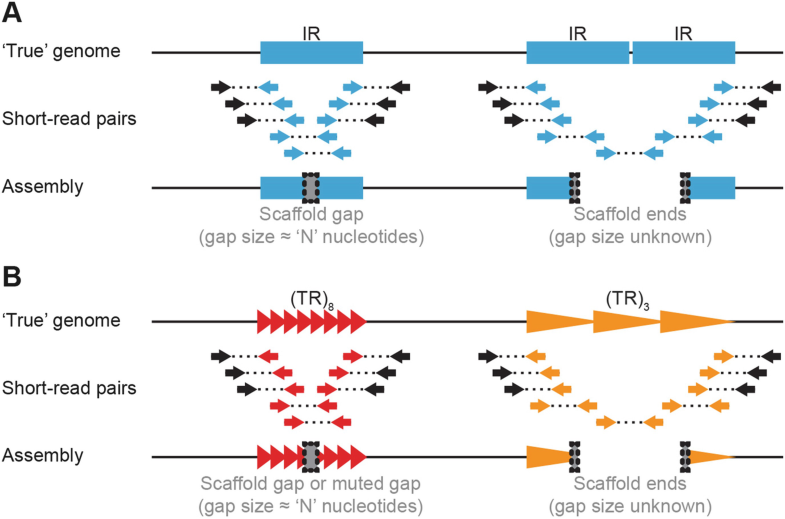 Repetitive DNA: The Dark Matter of Avian Genomics | SpringerLink