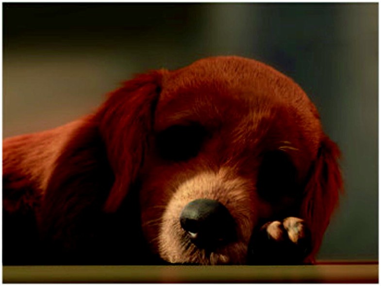 pro concepts universal pet barrier