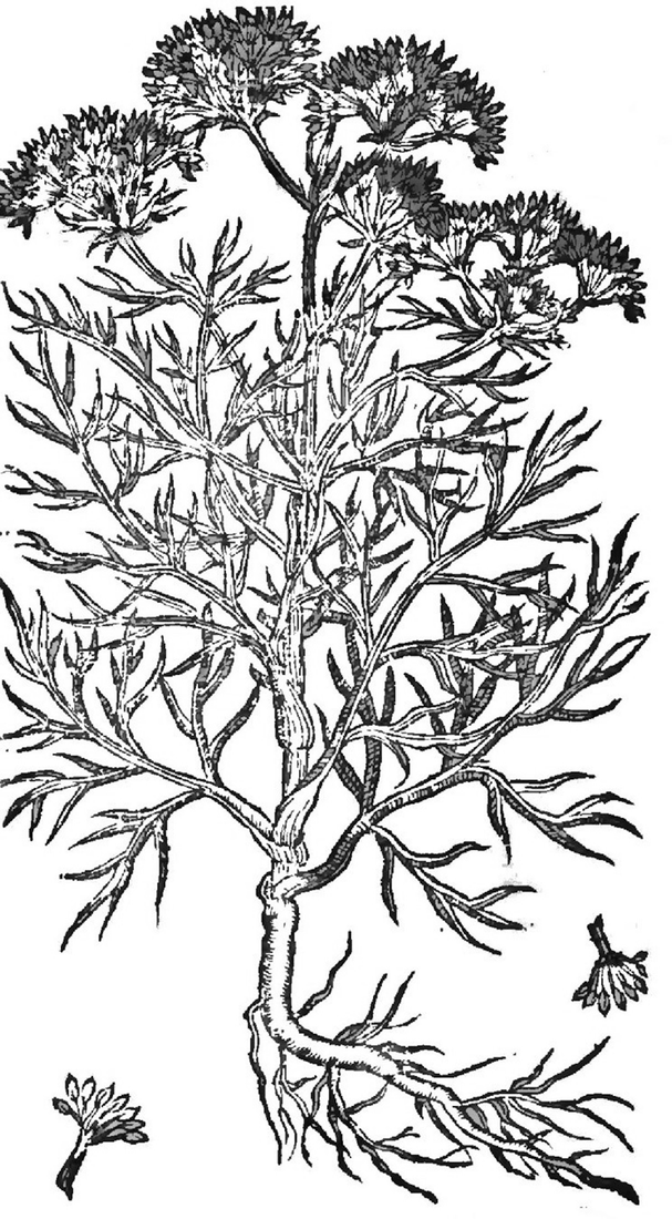 A Botanical History Of Halophytes From Theophrastus To Nowadays Springerlink