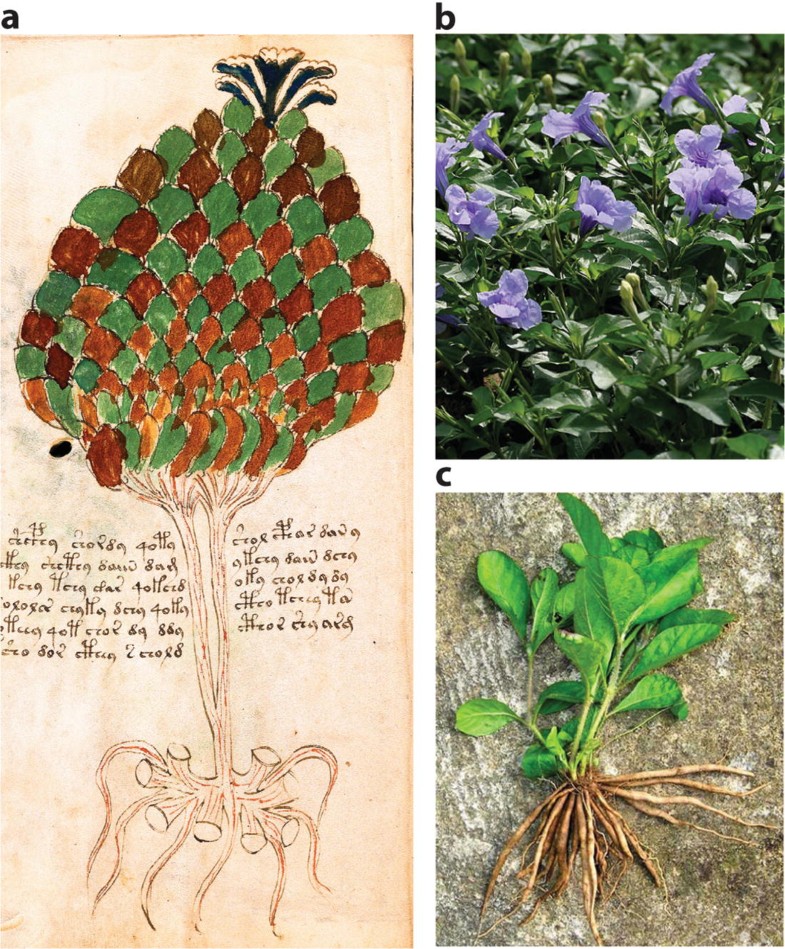 Phytomorph Identification In The Voynich Codex Springerlink