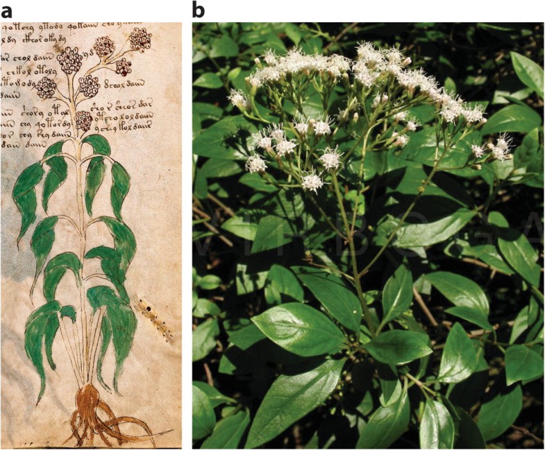 Xtremehorticulture Of The Desert Cause Of Ragged Looking Japanese