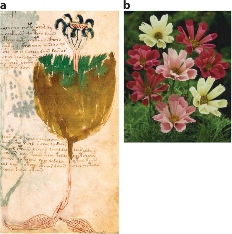 Phytomorph Identification In The Voynich Codex Springerlink