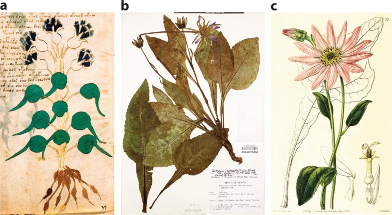 Phytomorph Identification In The Voynich Codex Springerlink