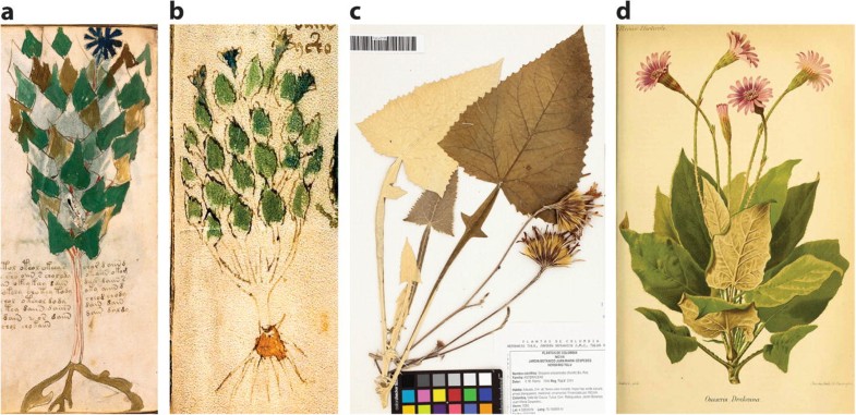 Flower Dictionary 2019