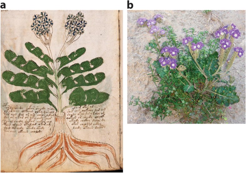 Rotary Botanical Gardens Hort Blog Consider Caryopteris