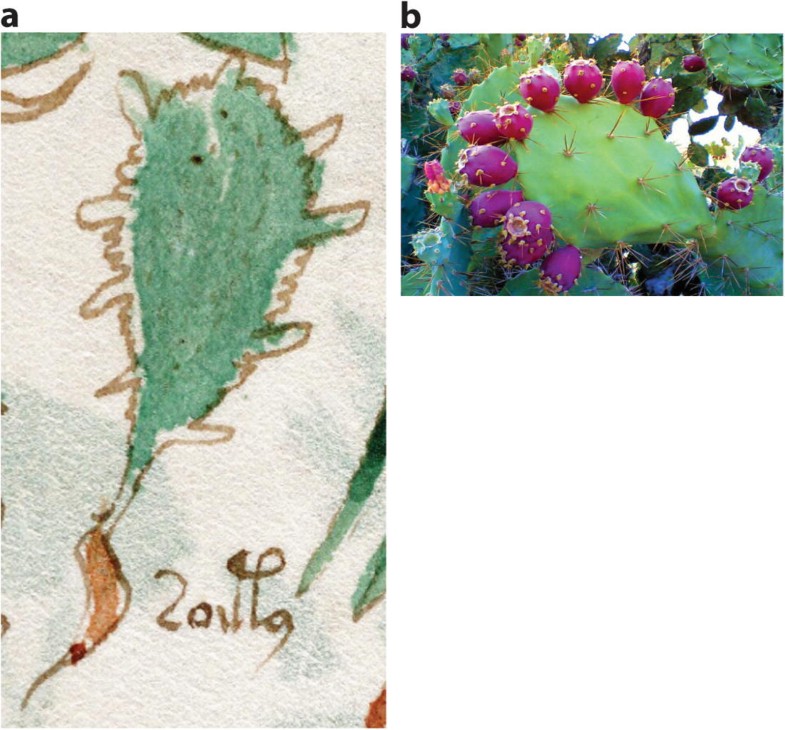 Phytomorph Identification In The Voynich Codex Springerlink