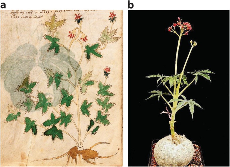 Phytomorph Identification In The Voynich Codex Springerlink