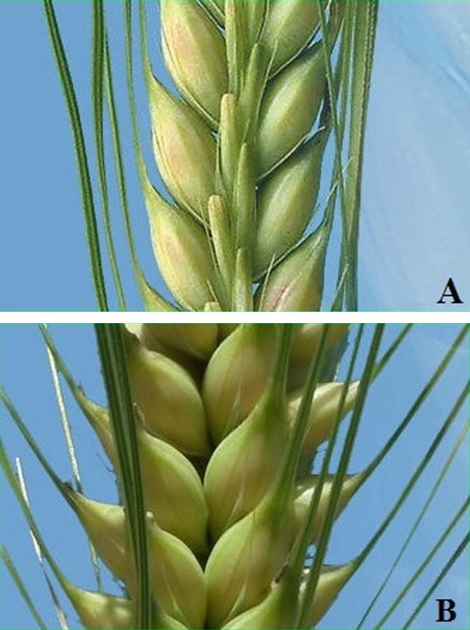 Barley Hordeum Vulgare L Breeding Springerlink