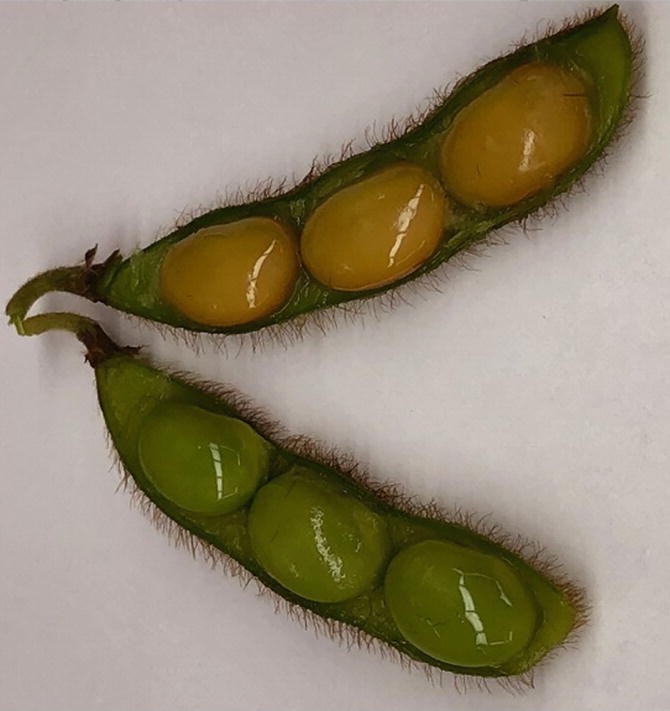 Soybean Glycine Max L Merr Breeding History Improvement Production And Future Opportunities Springerlink