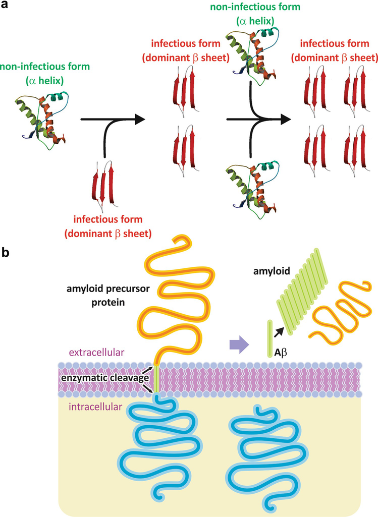 The Families Of Biological Molecules Springerlink