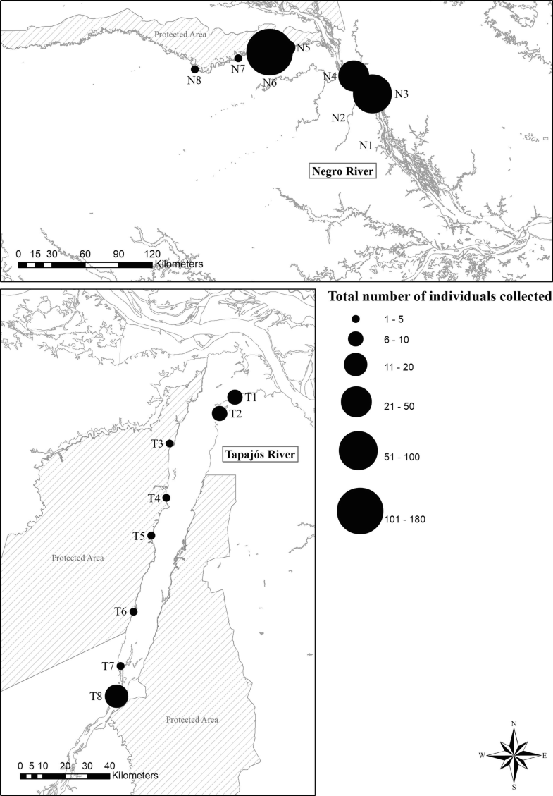 Atlas Of Fish Of Tapajos And Negro Rivers I Characiformes Springerlink