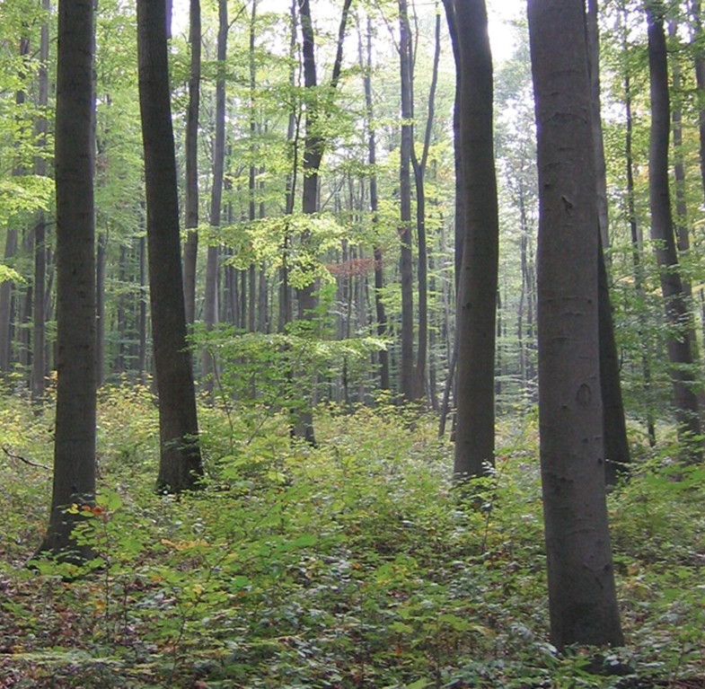 The Shape And Growth Of Forest Trees Springerlink