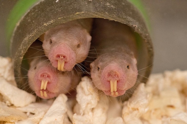Insights Into The Molecular Basis Of Genome Stability And Pristine Proteostasis In Naked Mole Rats Springerlink Insights Into The Molecular Basis Of Genome Stability And Pristine Proteostasis In Naked Mole Rats Springerlink
