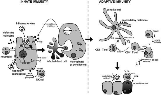 The Immune Response To Influenza A Viruses Springerlink