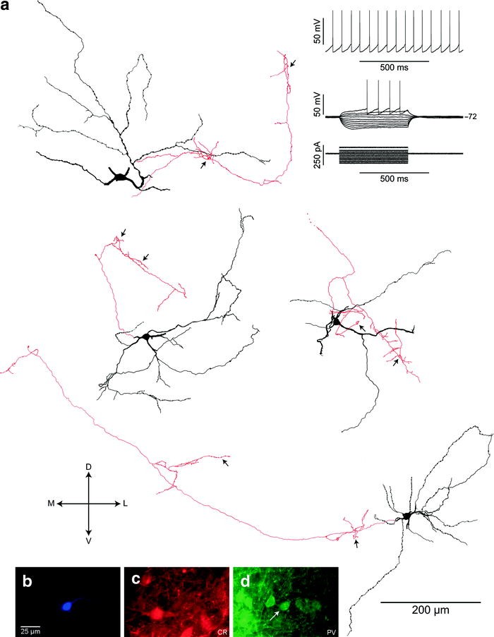 Basal Ganglia Control Of Substantia Nigra Dopaminergic Neurons Springerlink
