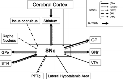 Substantia Nigra Control Of Basal Ganglia Nuclei Springerlink