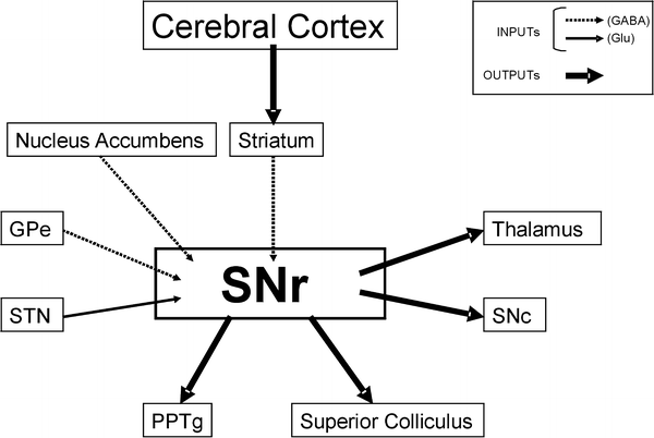 Substantia Nigra Control Of Basal Ganglia Nuclei Springerlink