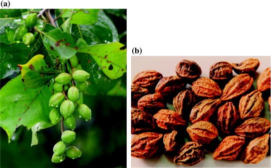 Terminalia Chebula Retz 诃子 Hezi Chebulic Myrobalan