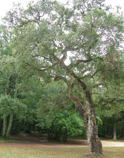 Florarbo