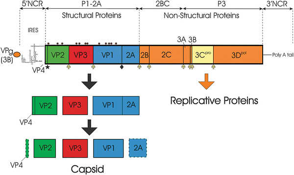 Hepatitis A Immune Response And Virus Evolution Springerlink