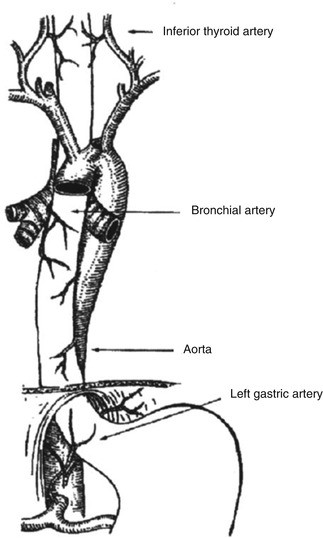 Esophageal Anatomy and Physiology | SpringerLink