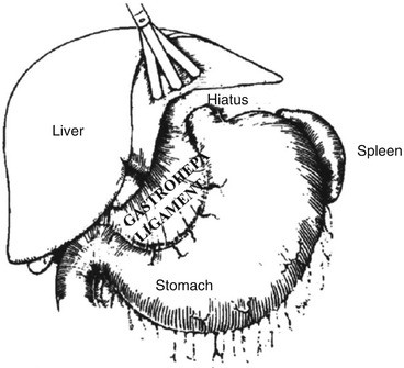 Esophageal Anatomy and Physiology | SpringerLink