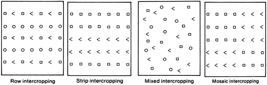 Ecosystem Services Of Multispecific And Multistratified Cropping Systems Springerlink