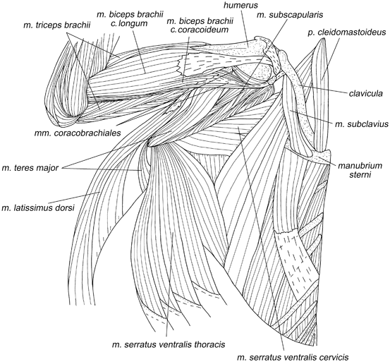 Forelimb Morphology of Tree Shrews | SpringerLink