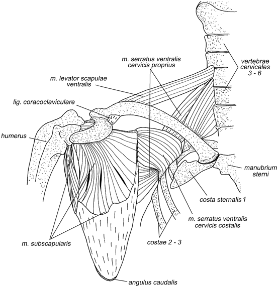 Forelimb Morphology of Bats | SpringerLink