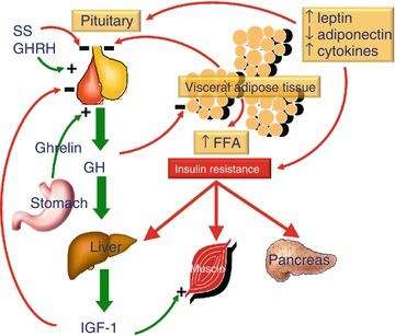 Hypothalamic Growth Hormone Igf-1 Axis 