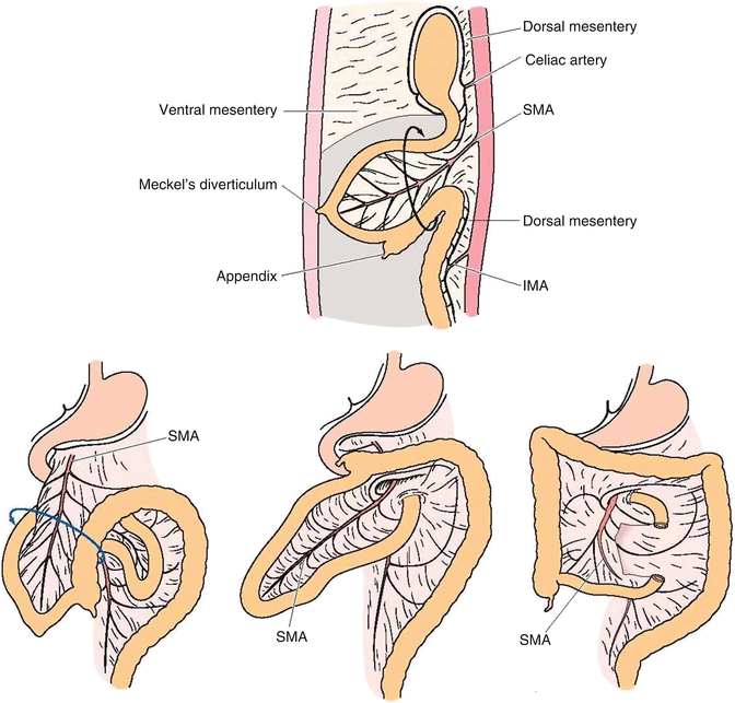Surgical Anatomy of the Colon, Rectum, and Anus SpringerLink