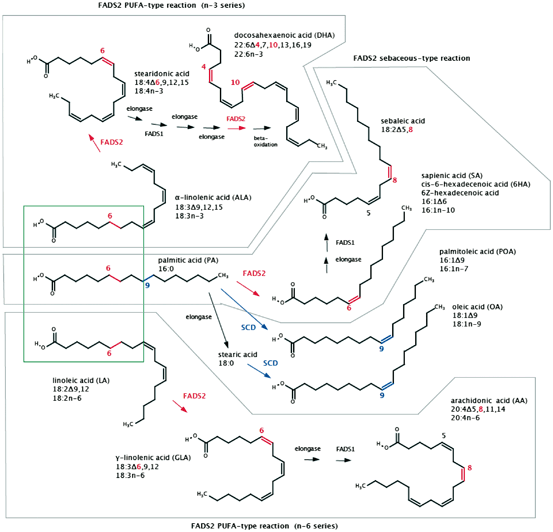 Sapienic Acid: Species-Specific Fatty Acid Metabolism of the Human ...