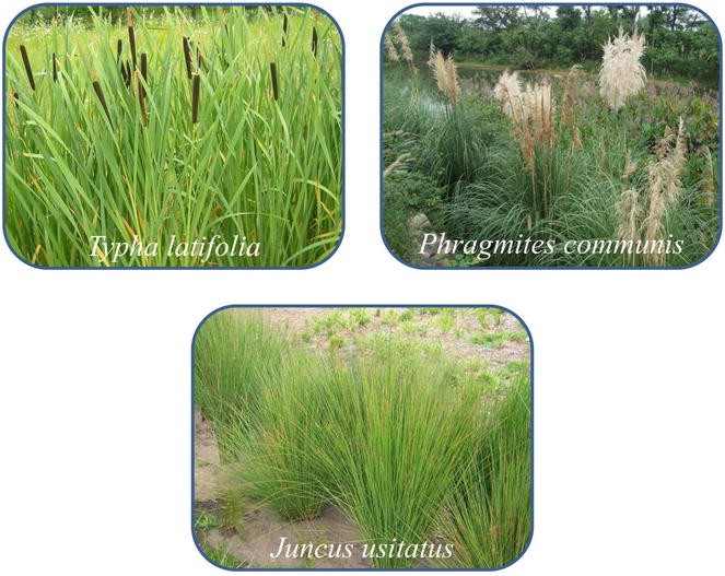 Phytoremediation In Constructed Wetlands Springerlink