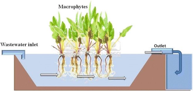 Phytoremediation In Constructed Wetlands Springerlink