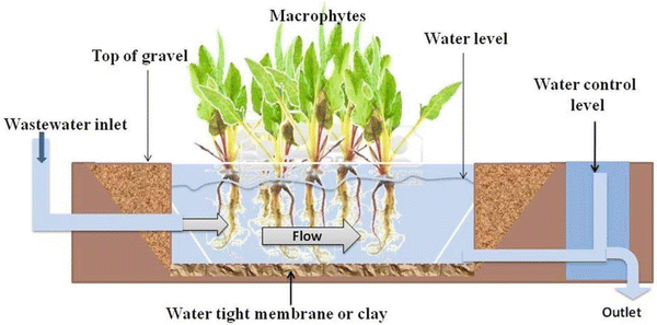 Phytoremediation In Constructed Wetlands Springerlink