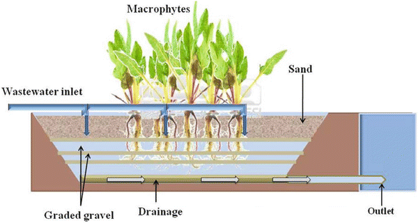 Phytoremediation in Constructed Wetlands | SpringerLink