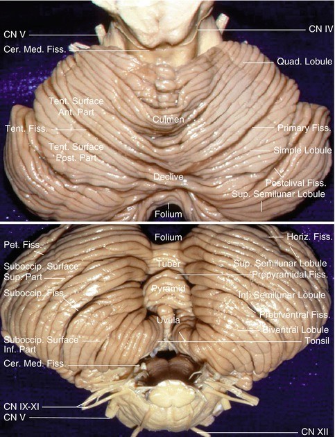 Anatomical Connection of the Cerebellum | SpringerLink