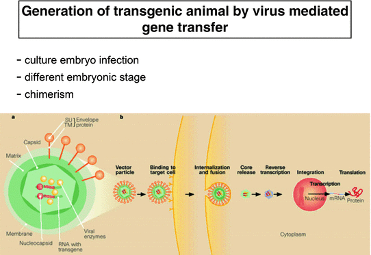 Transgenic Animals Principles Methods And Applications Springerlink