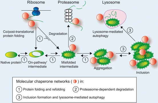 The Role Of Hsp70 And Its Co Chaperones In Protein - 