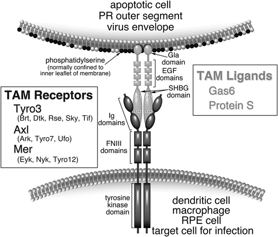 The Tam Receptor Family Springerlink
