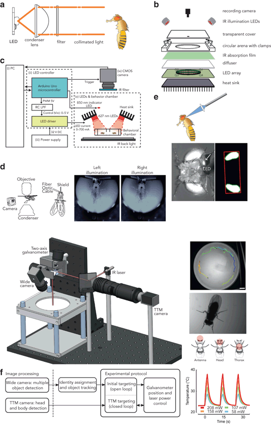 in Drosophila melanogaster SpringerLink