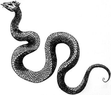 Myths and Legends About Italian Snakes | SpringerLink
