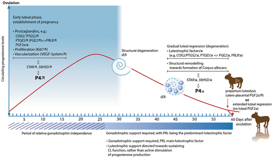 The Dog Nonconformist Not Only In Maternal Recognition