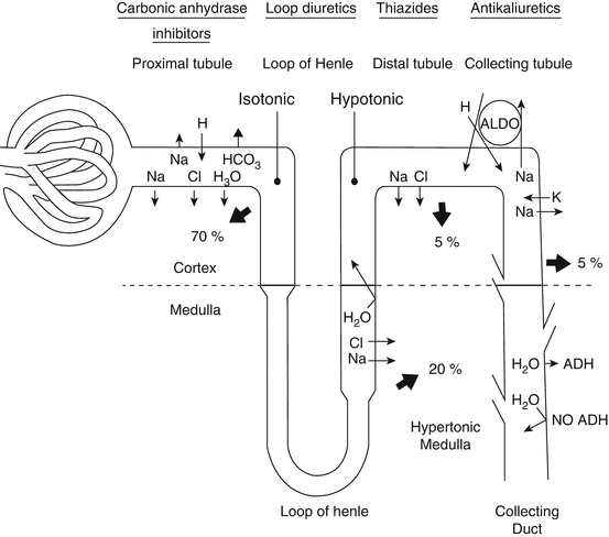Diuretics For The Treatment Of Hypertension Springerlink